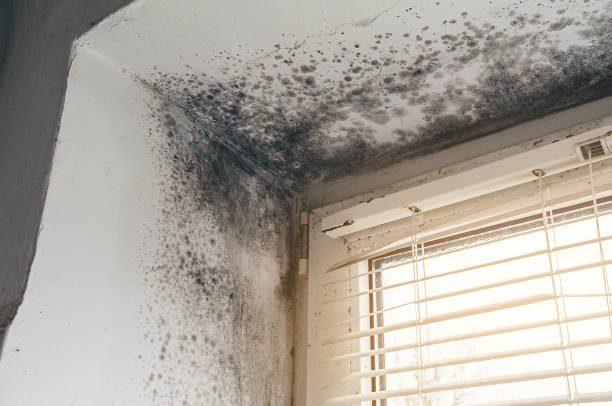 Affordable Mold Cleanup solutions in Huntington Station, NY